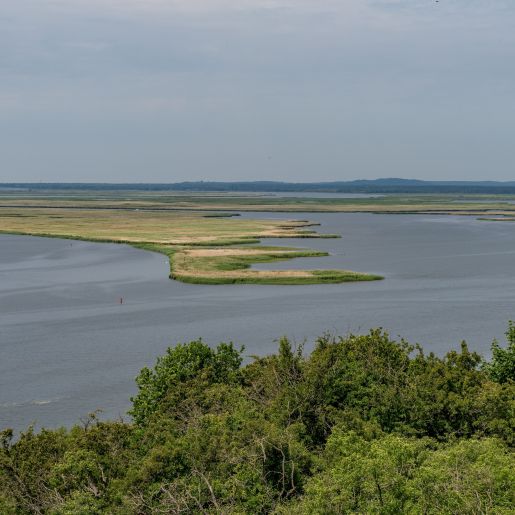 Wsteczna Delta Świny