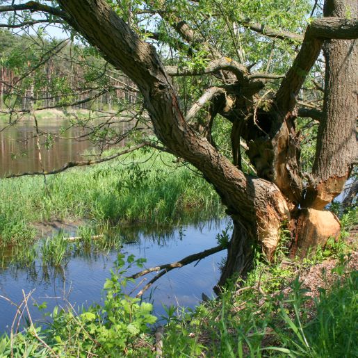 Nadbużański Park Krajobrazowy